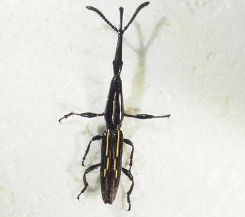 Réf. 341 187 : Brentus sp.